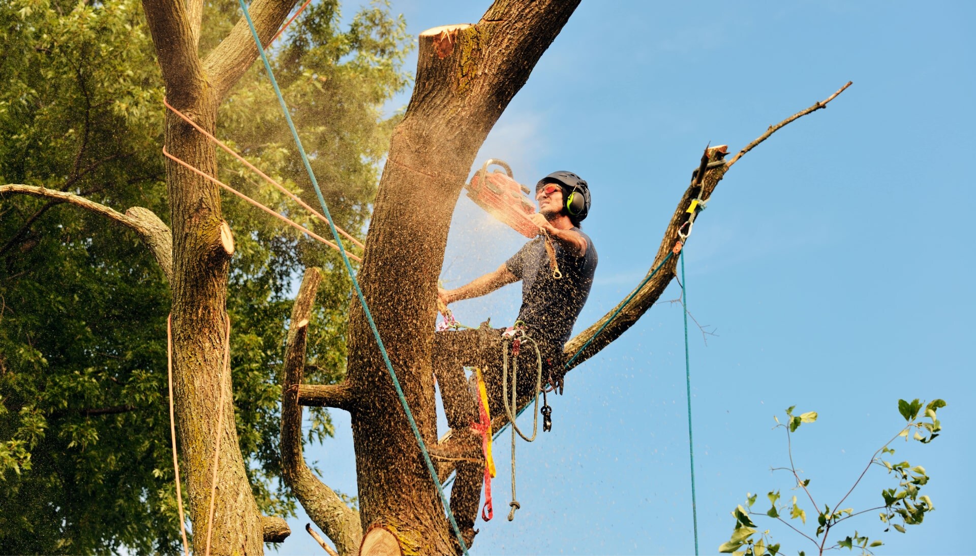 Lancaster tree removal experts solve tree issues.