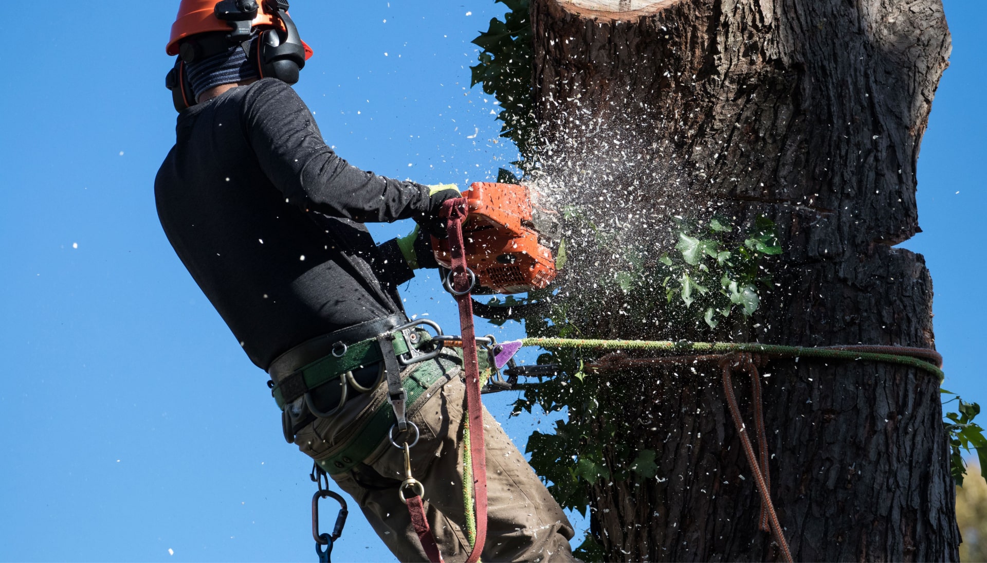 Professional Tree removal solutions in Lancaster