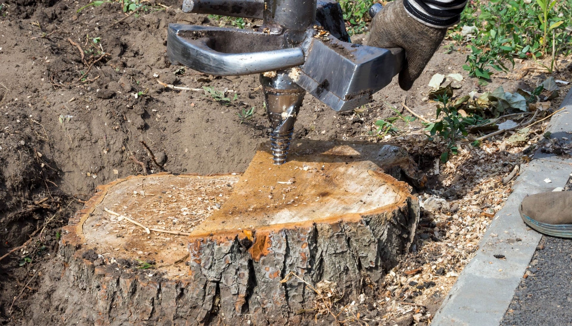 Lancaster Tree stump removal